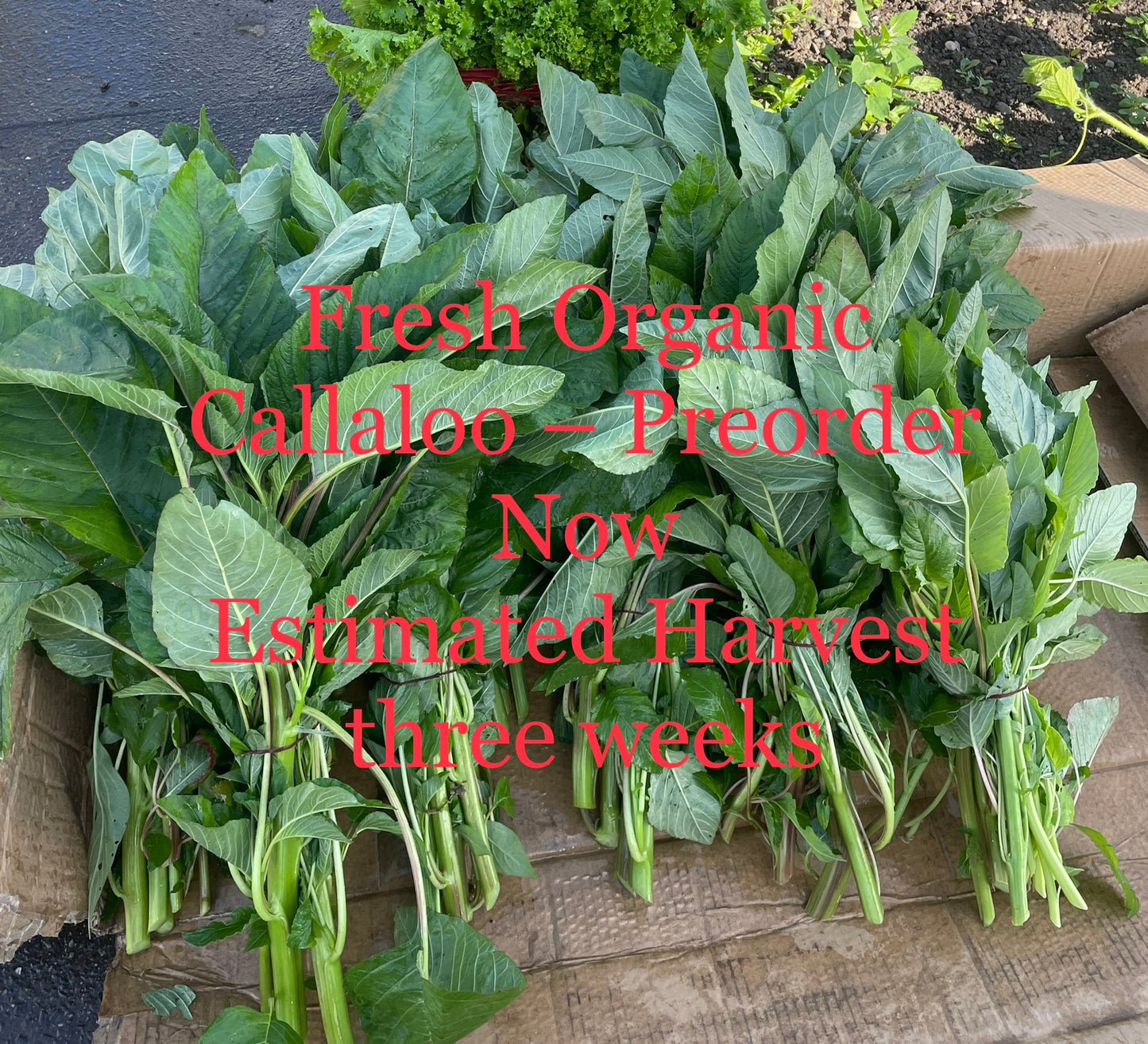 A-Organic Calaloo