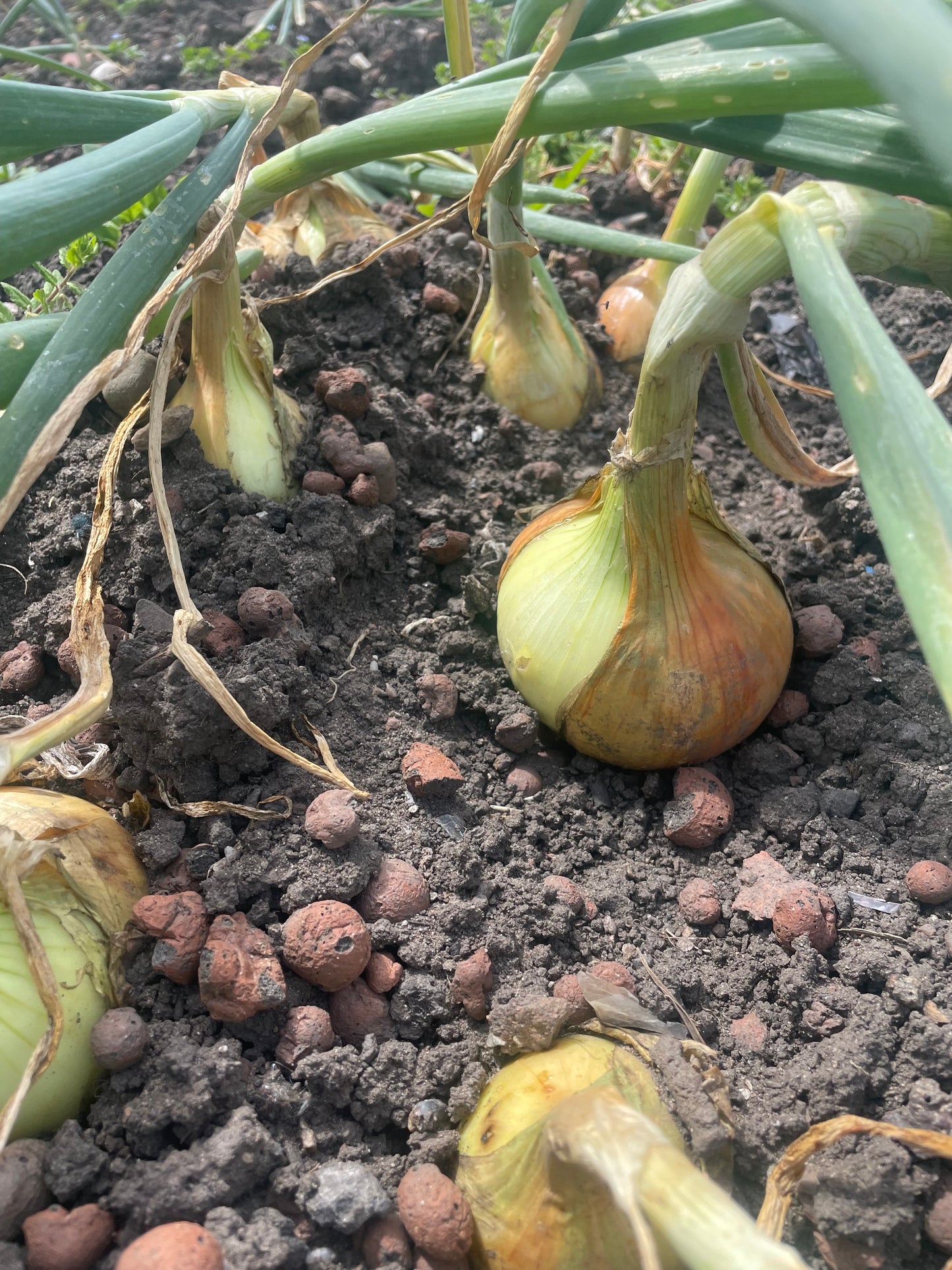 Organic Onions: £2.50 per kg