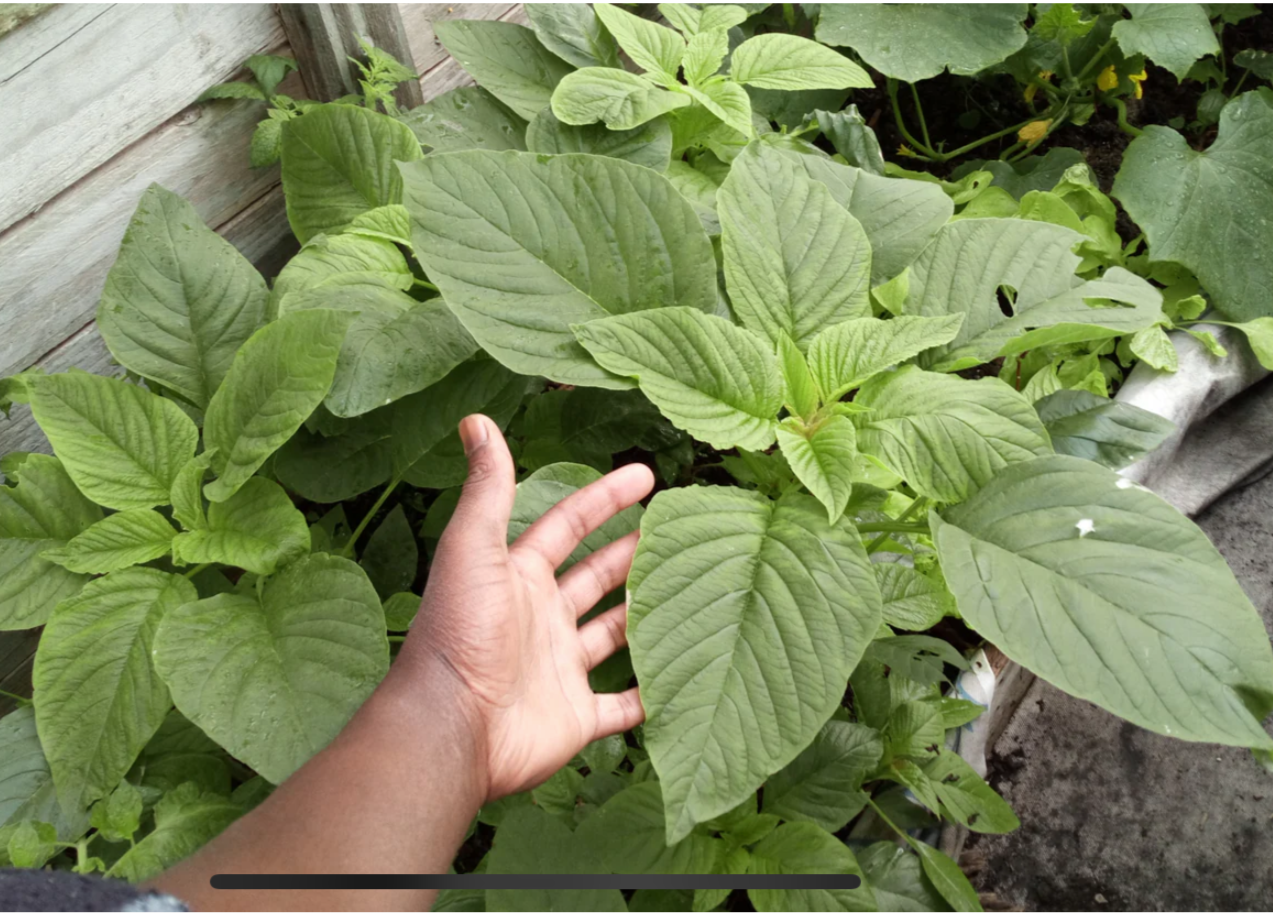 A-Organic Calaloo