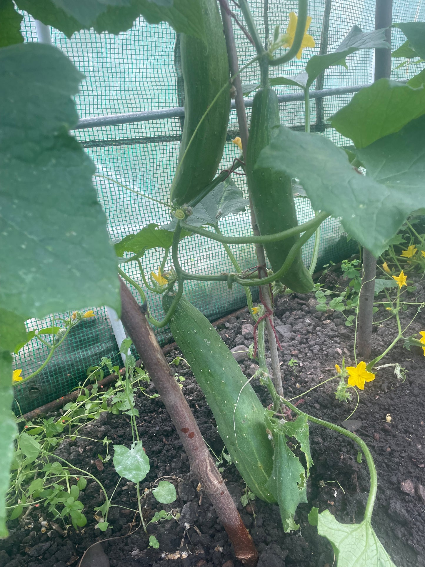 Organic cucumber: each