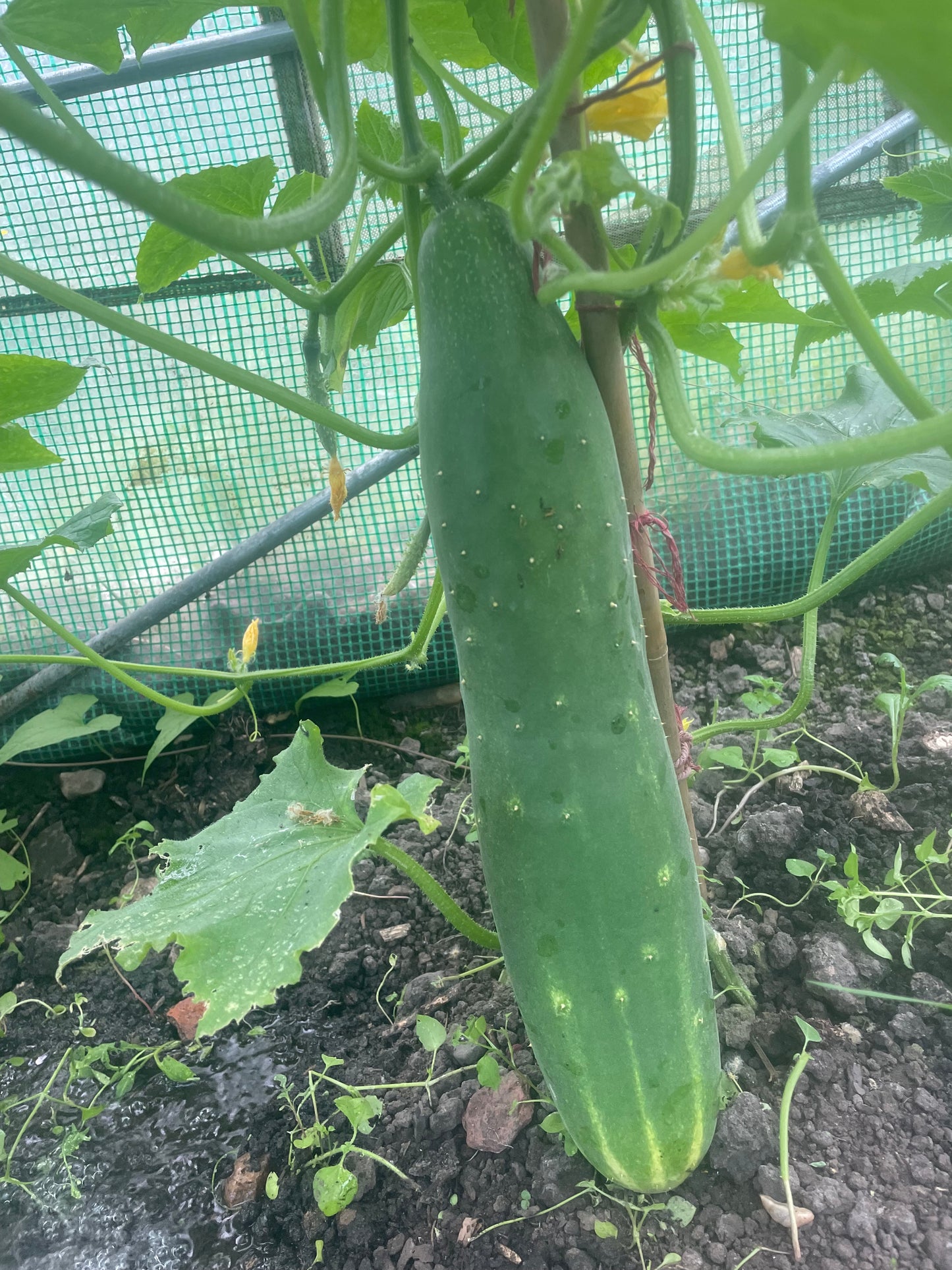 Organic cucumber: each