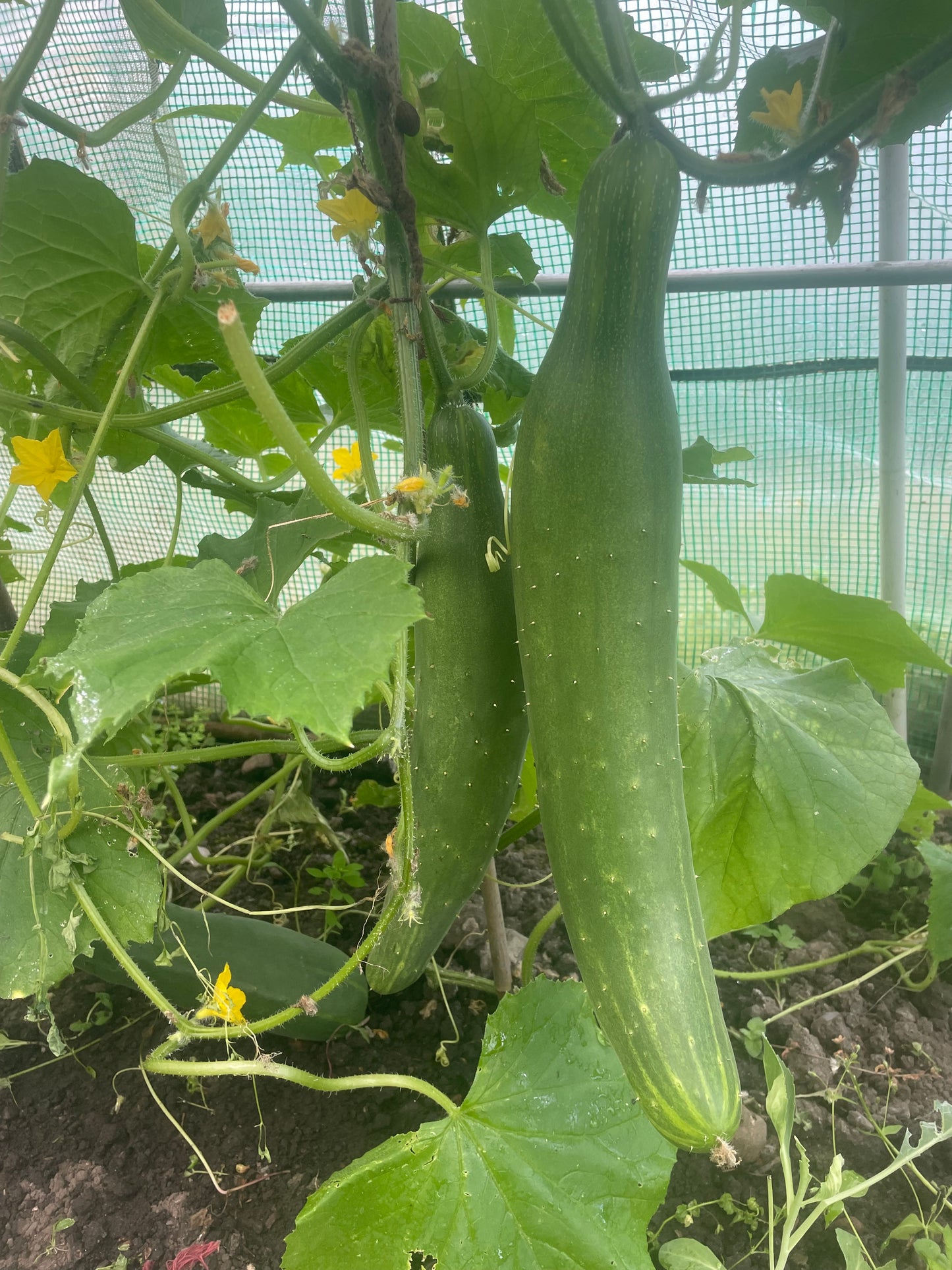 Organic cucumber: each