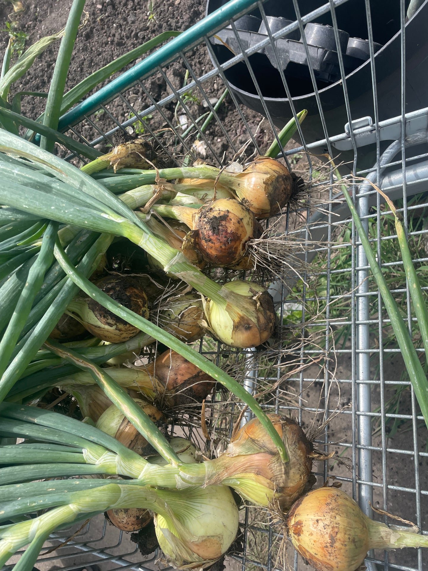 Organic Onions: £2.50 per kg