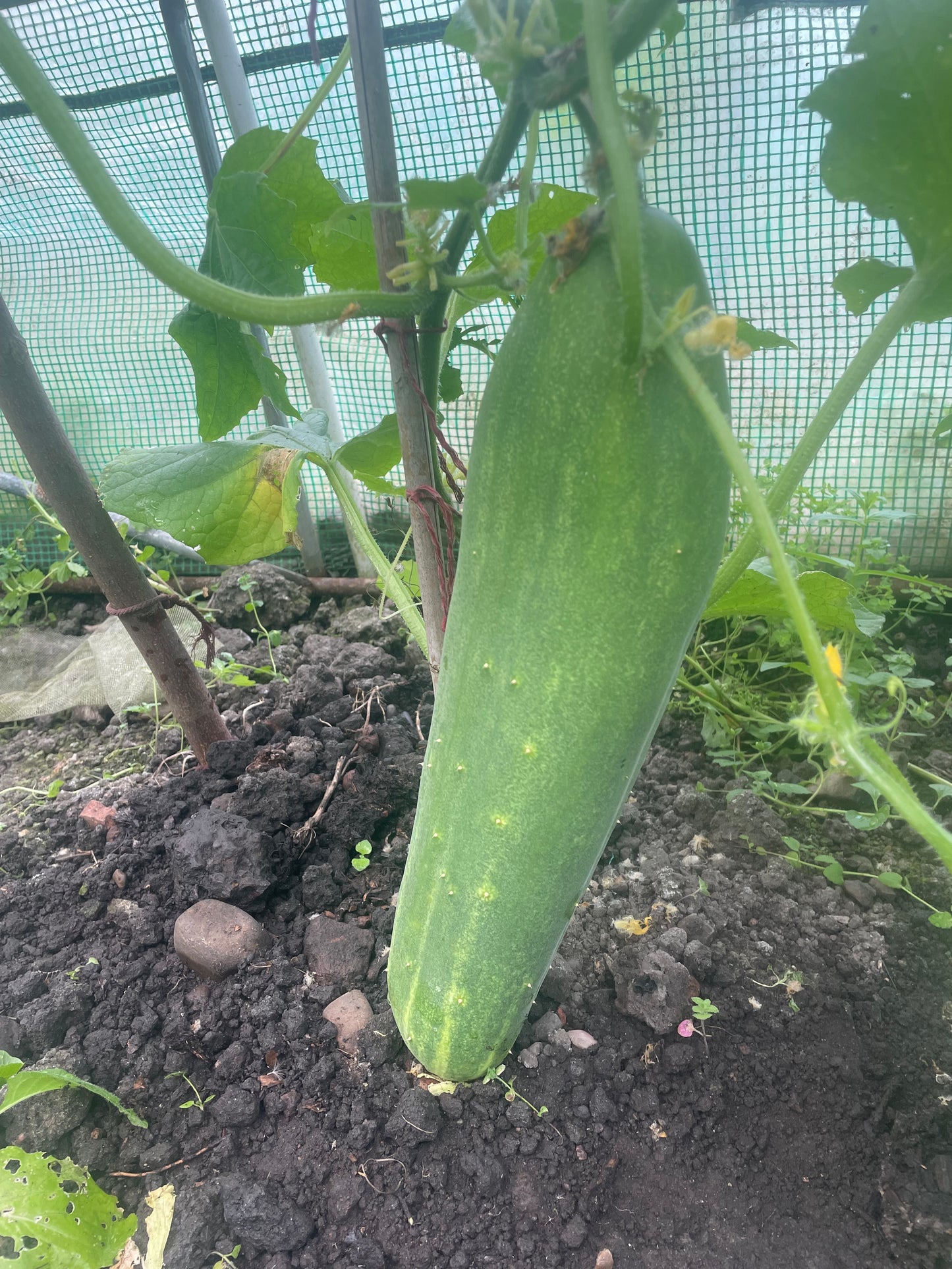 Organic cucumber: each