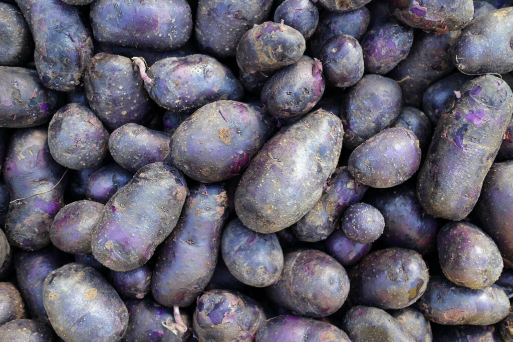 Organic Purple Potatoes £5.50 per kg
