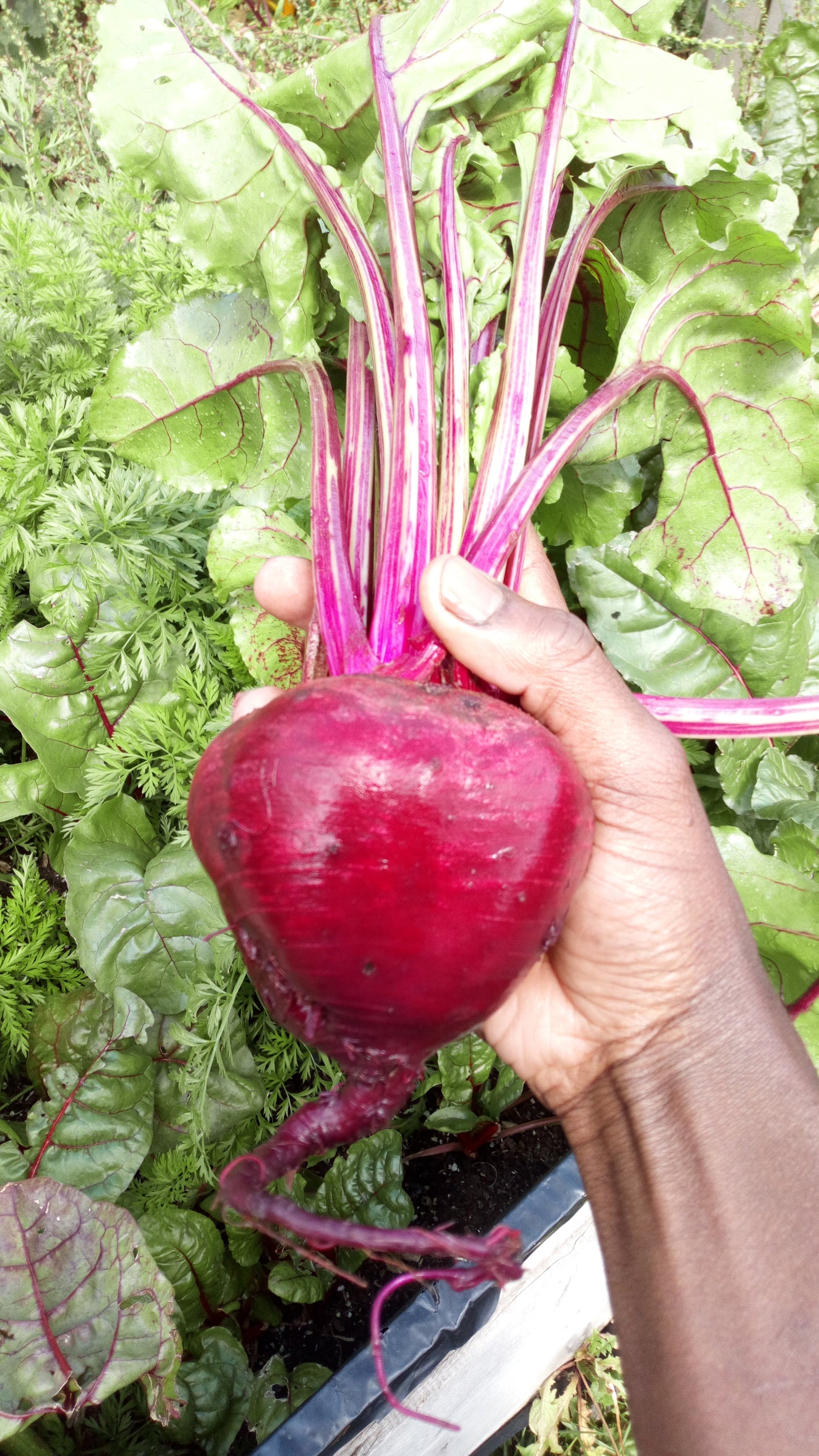 Organic Beetroot £4 per kg