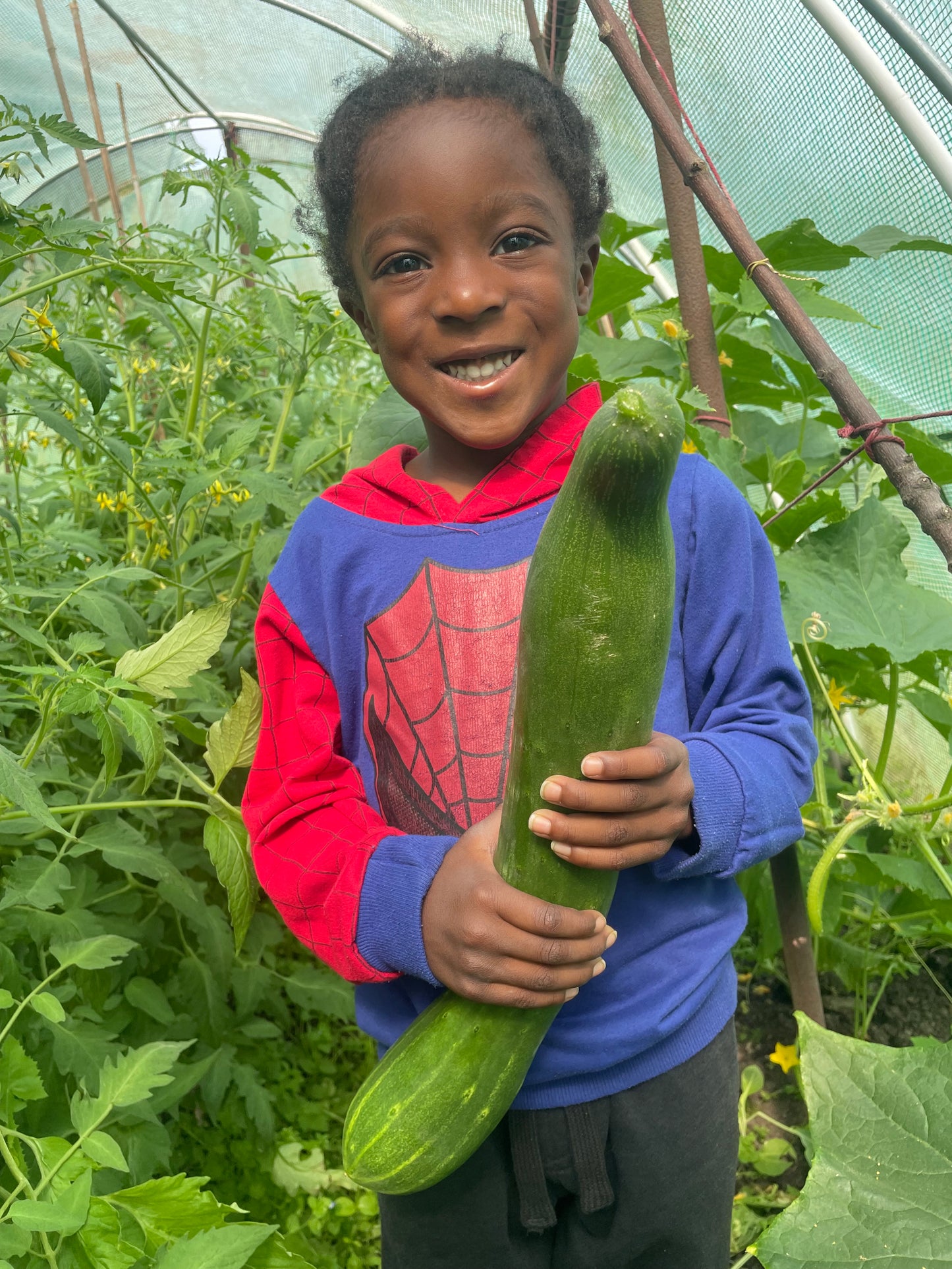 Organic cucumber: each