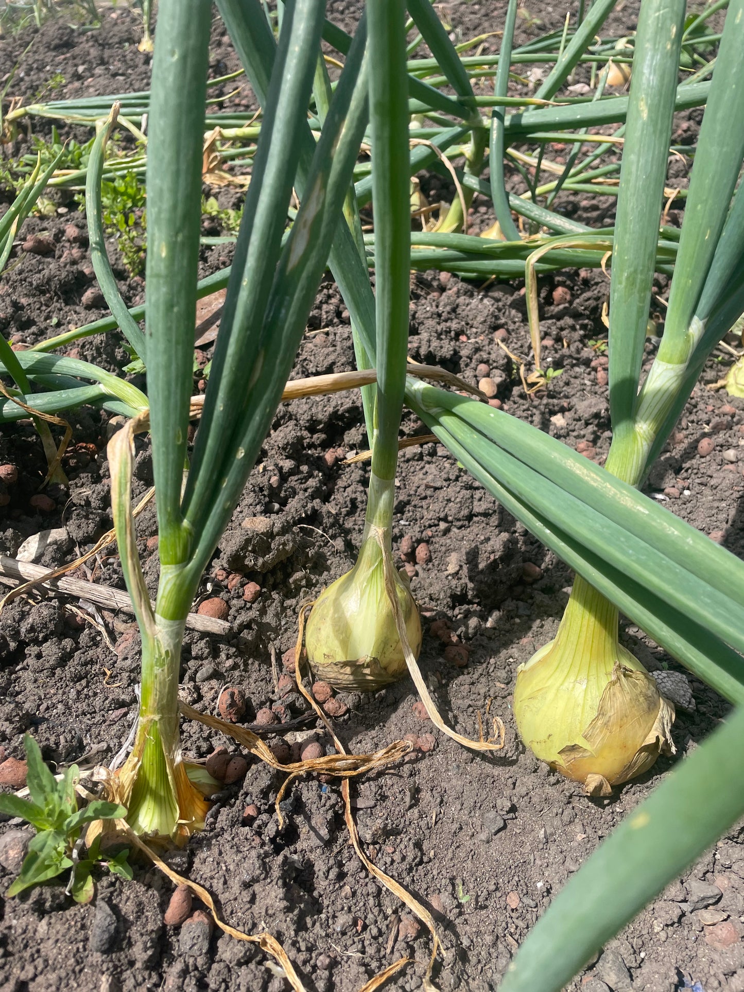 Organic Onions: £2.50 per kg