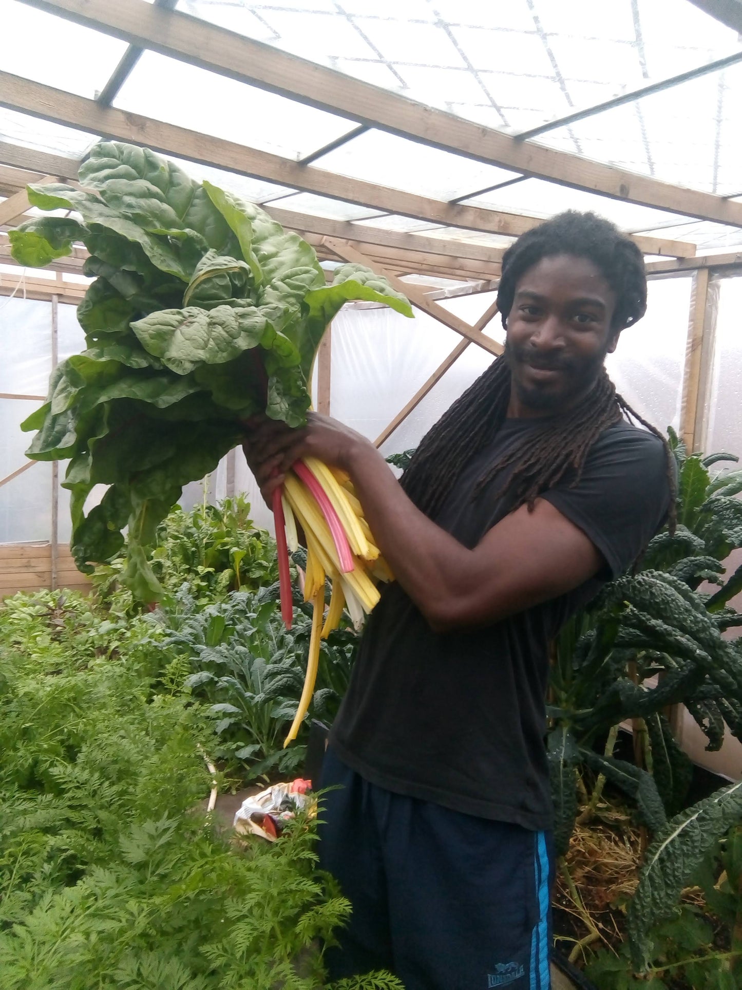 Organic Swiss Chard bunch