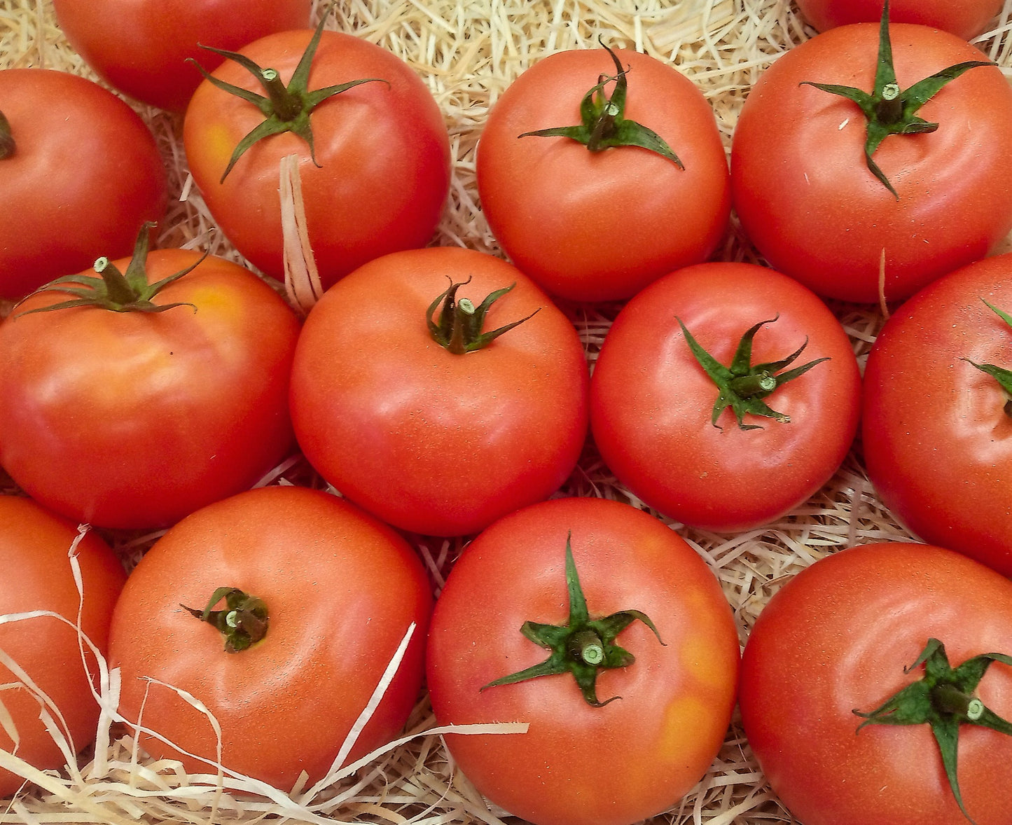 Organic tomatoes COMING SOON