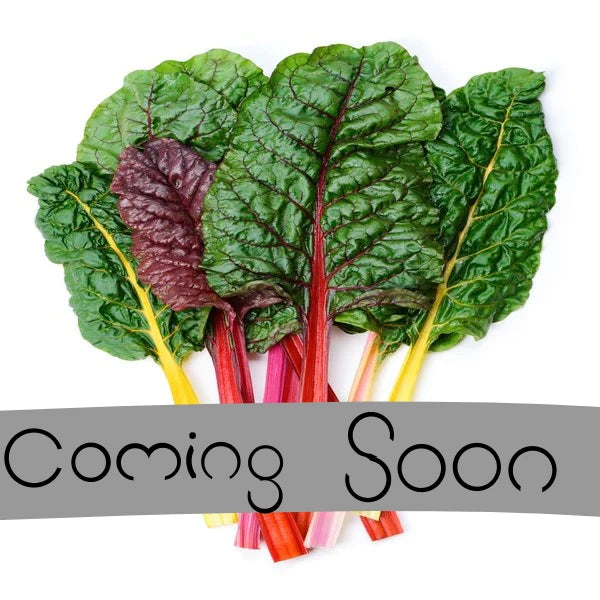 Organic Swiss Chard bunch