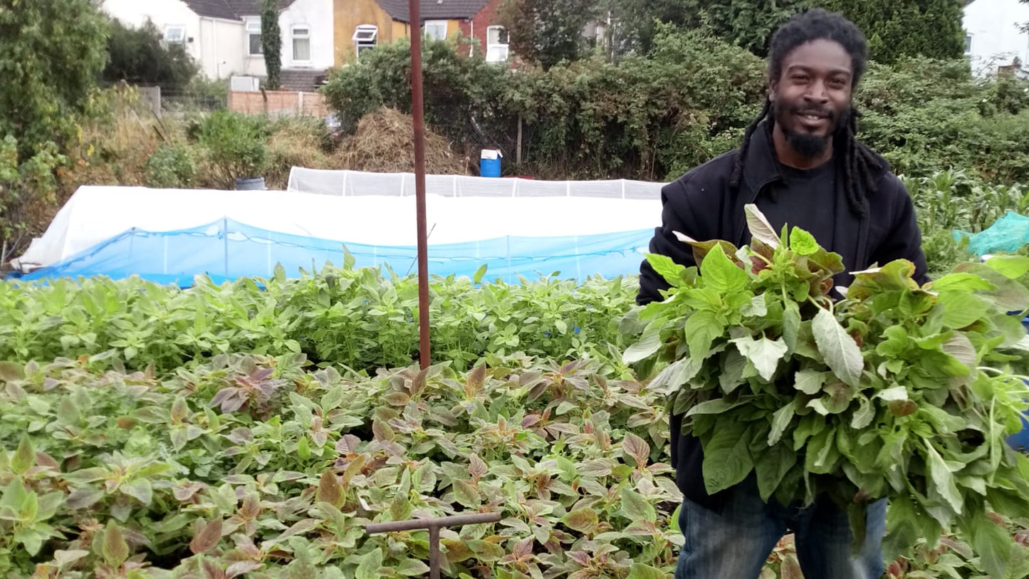 Organic Calaloo