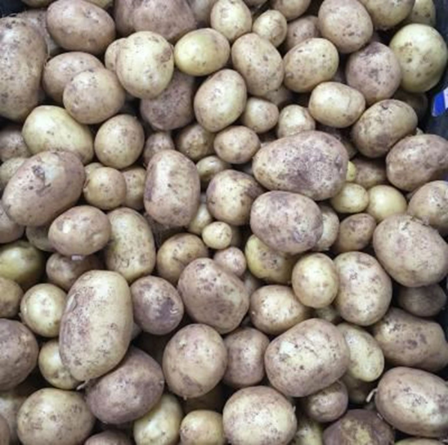 Organic potatoes £2 per kg