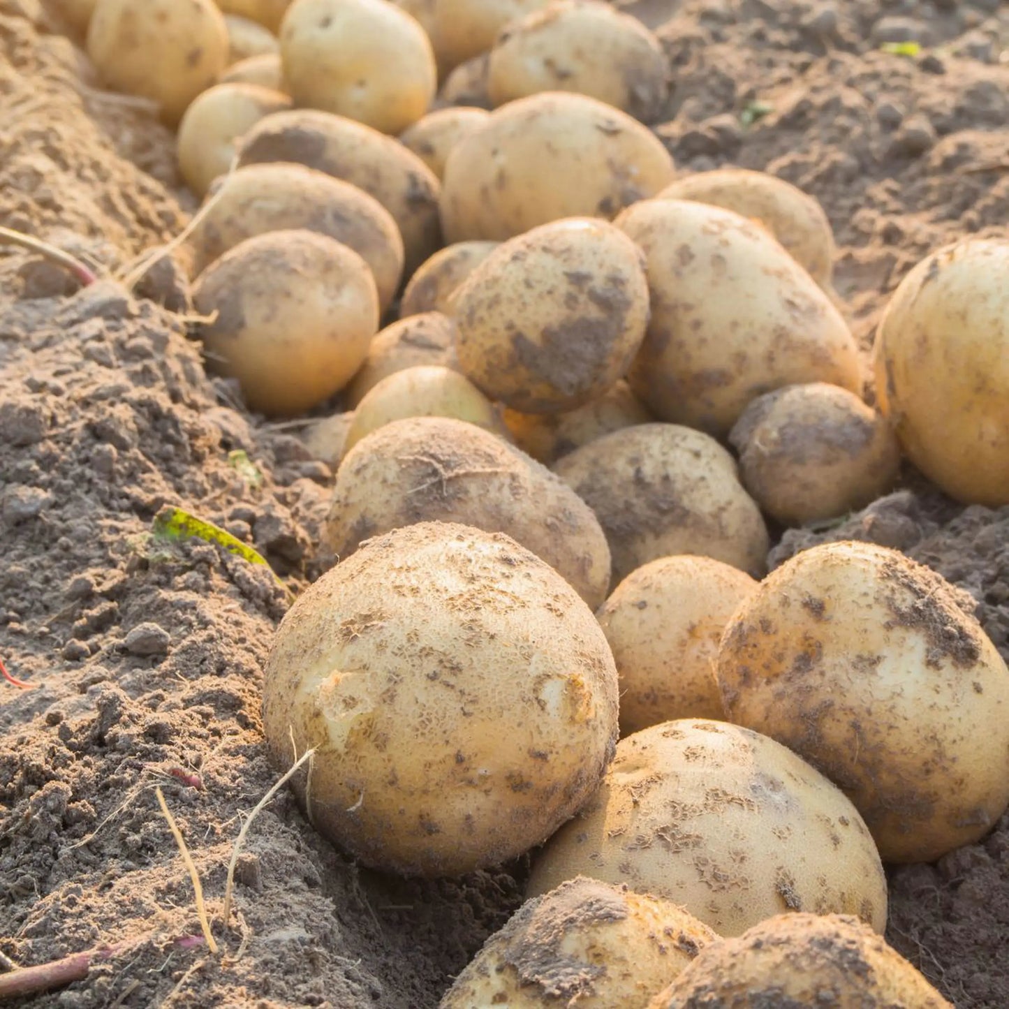 Organic potatoes £2 per kg
