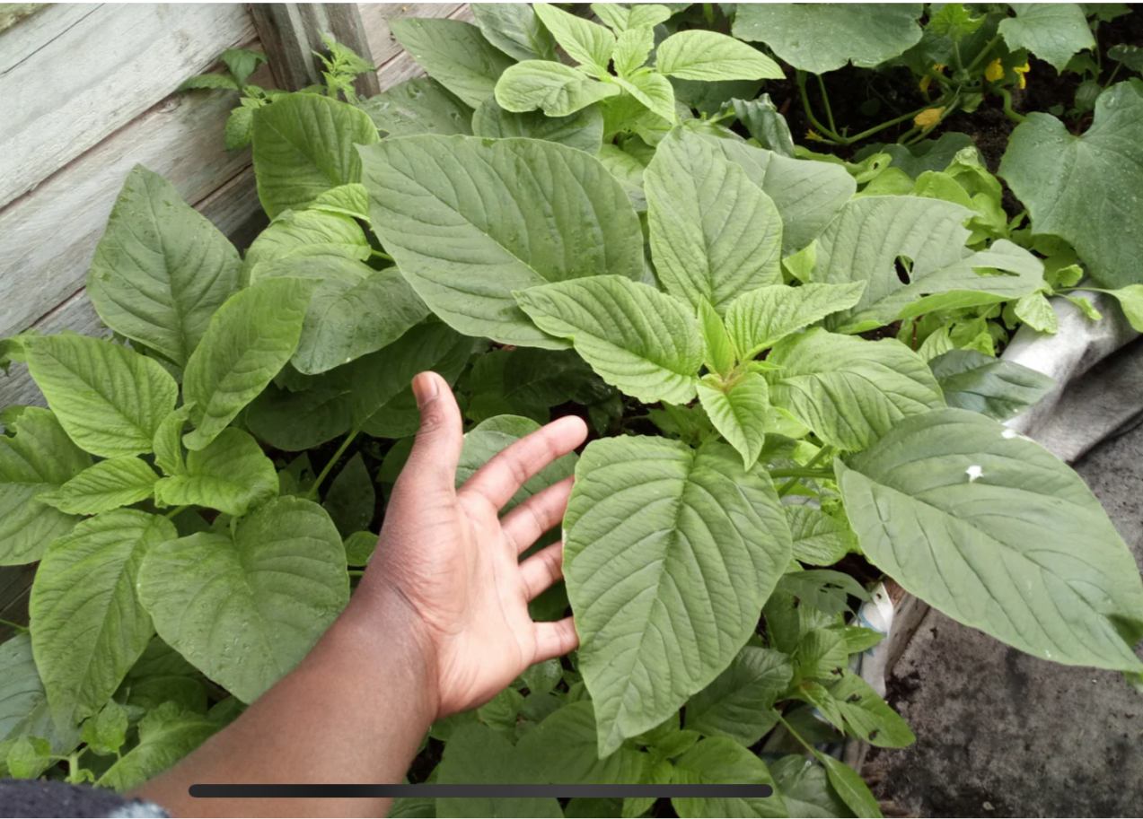 Organic Calaloo