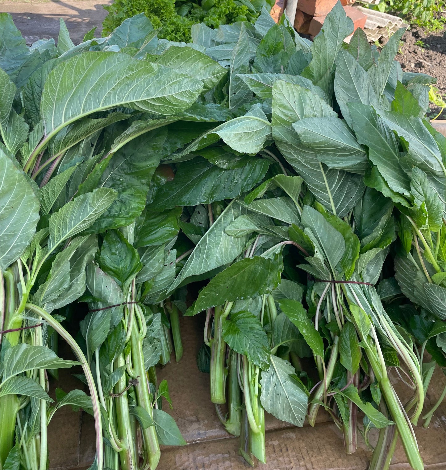 Organic Calaloo