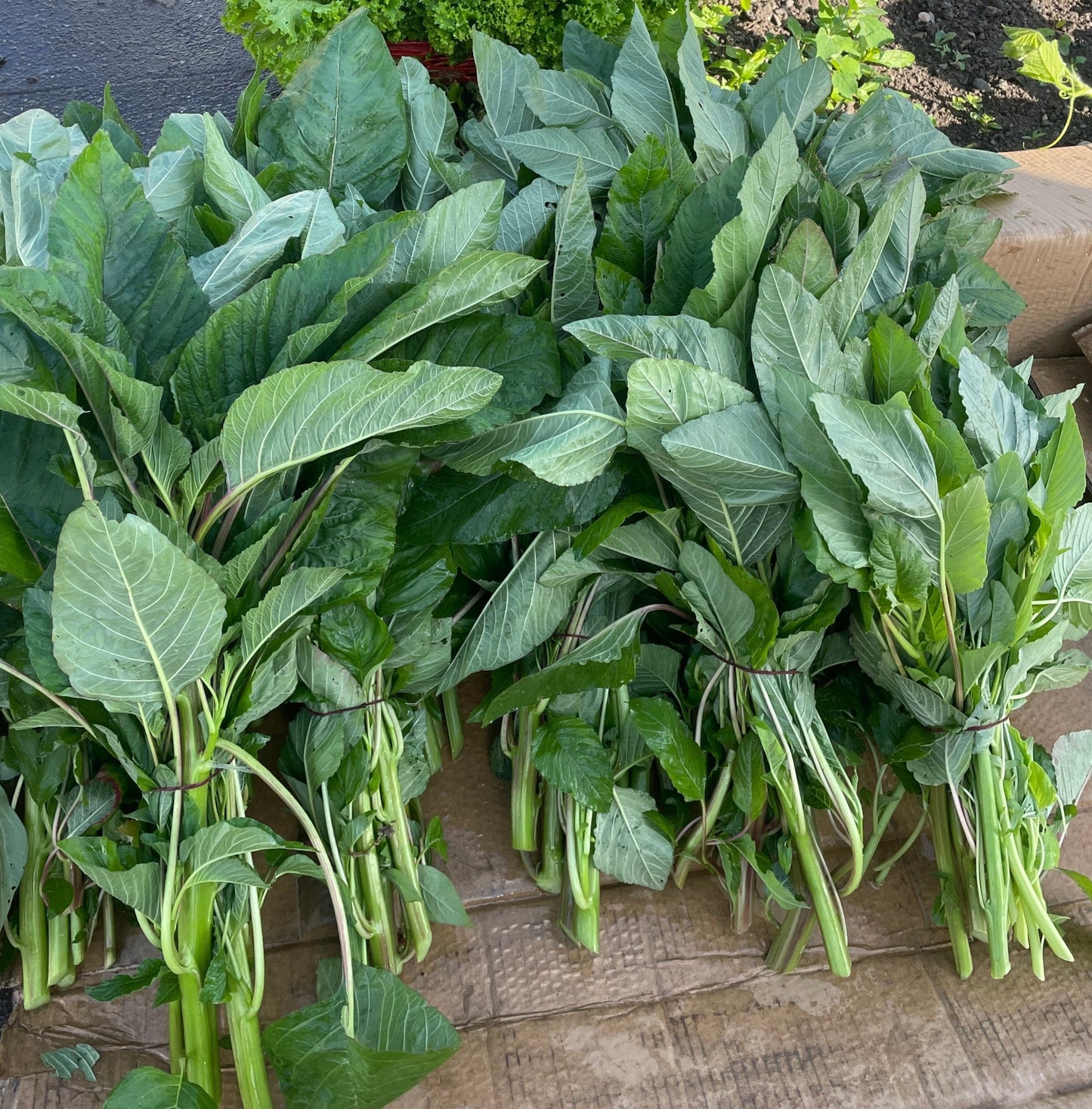 Organic Calaloo