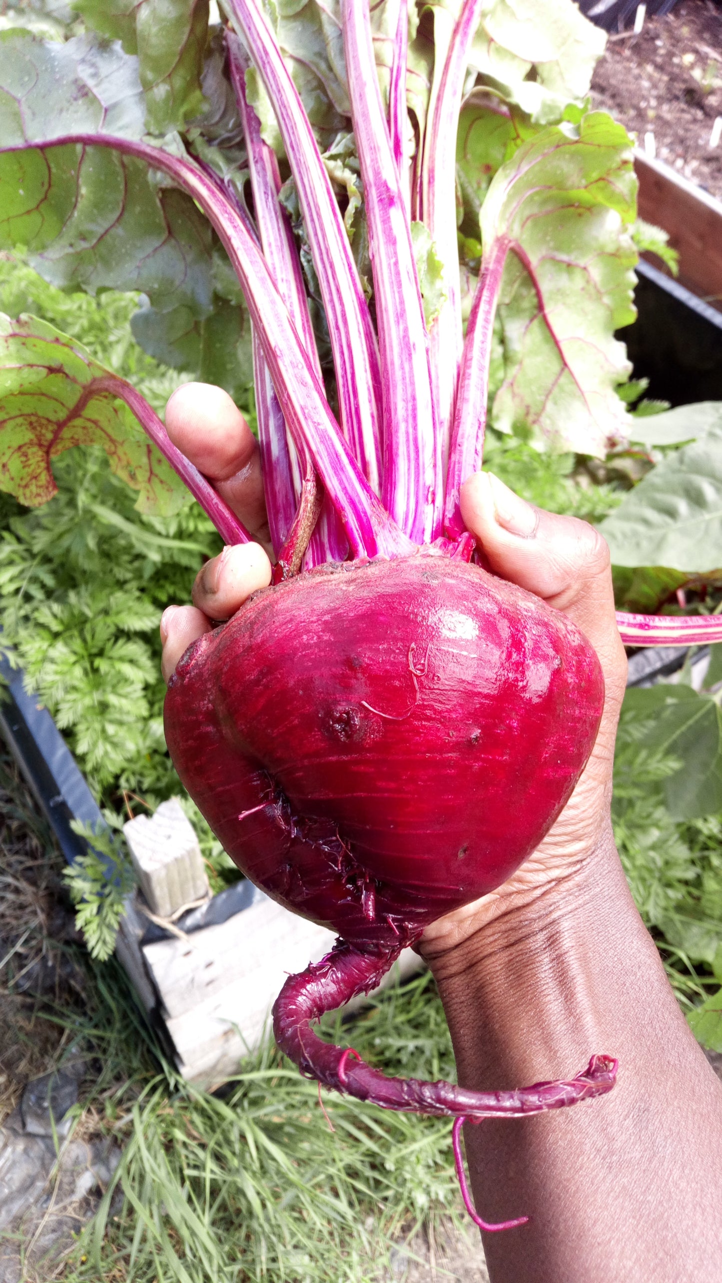 Organic Beetroot £4 per kg