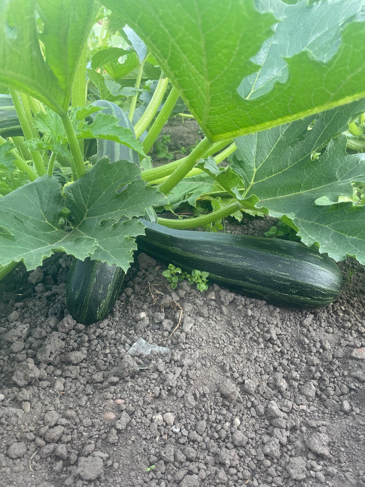 Organic Courgette 4.50 per kg