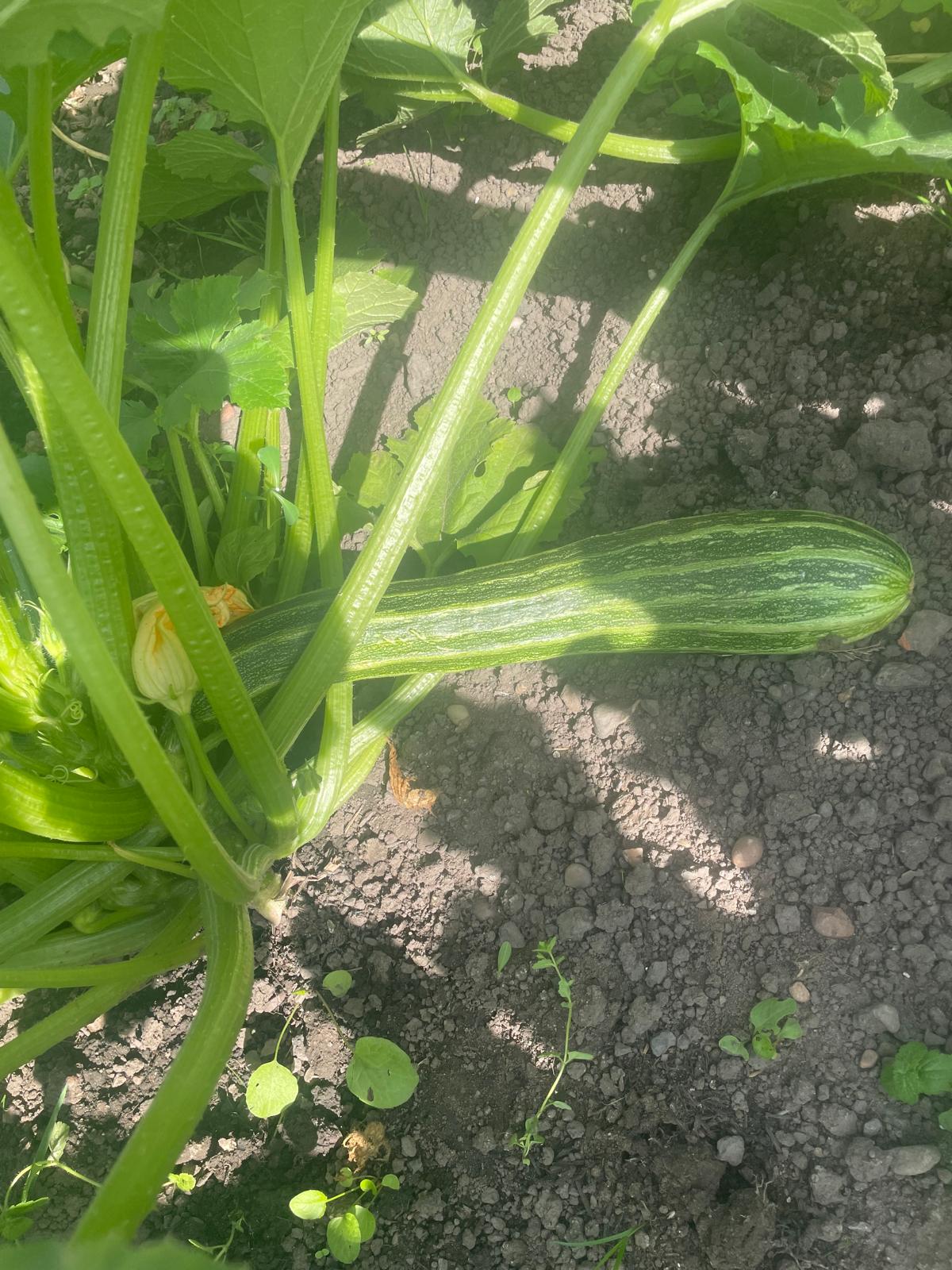Organic Courgette 4.50 per kg