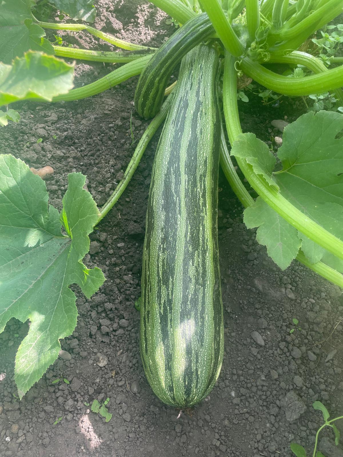 Organic Courgette 4.50 per kg