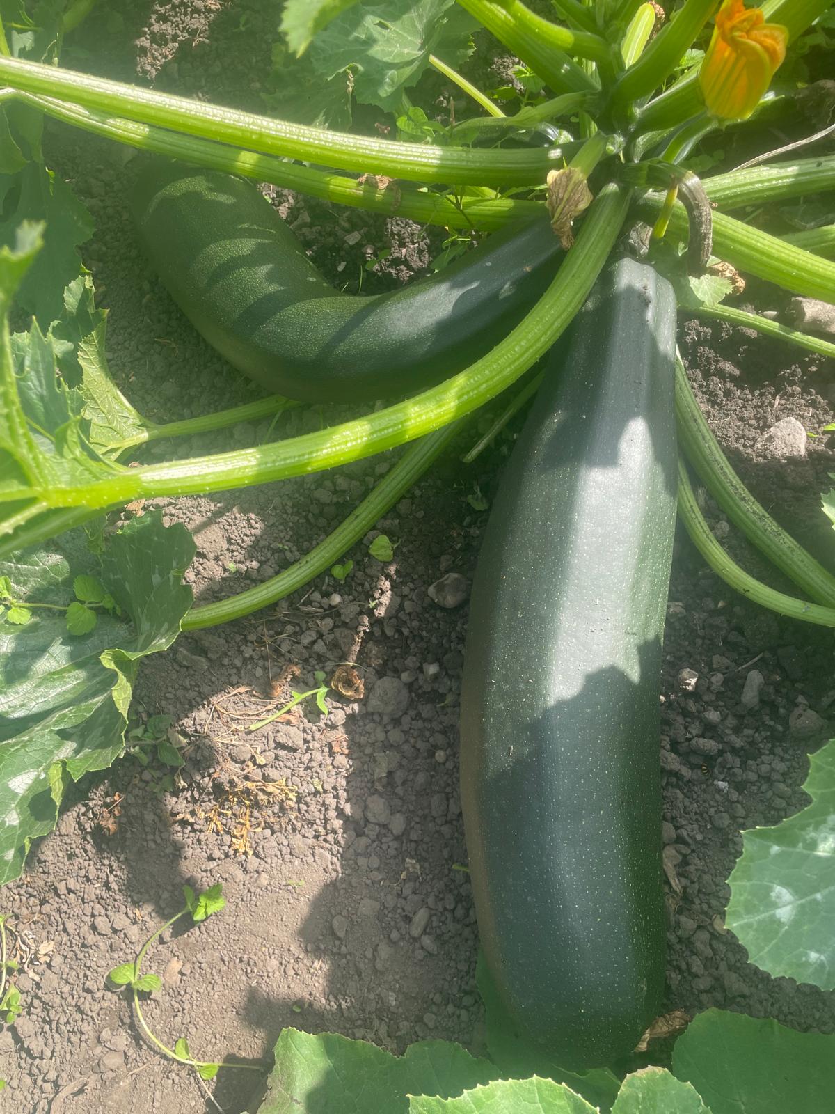 Organic Courgette 4.50 per kg