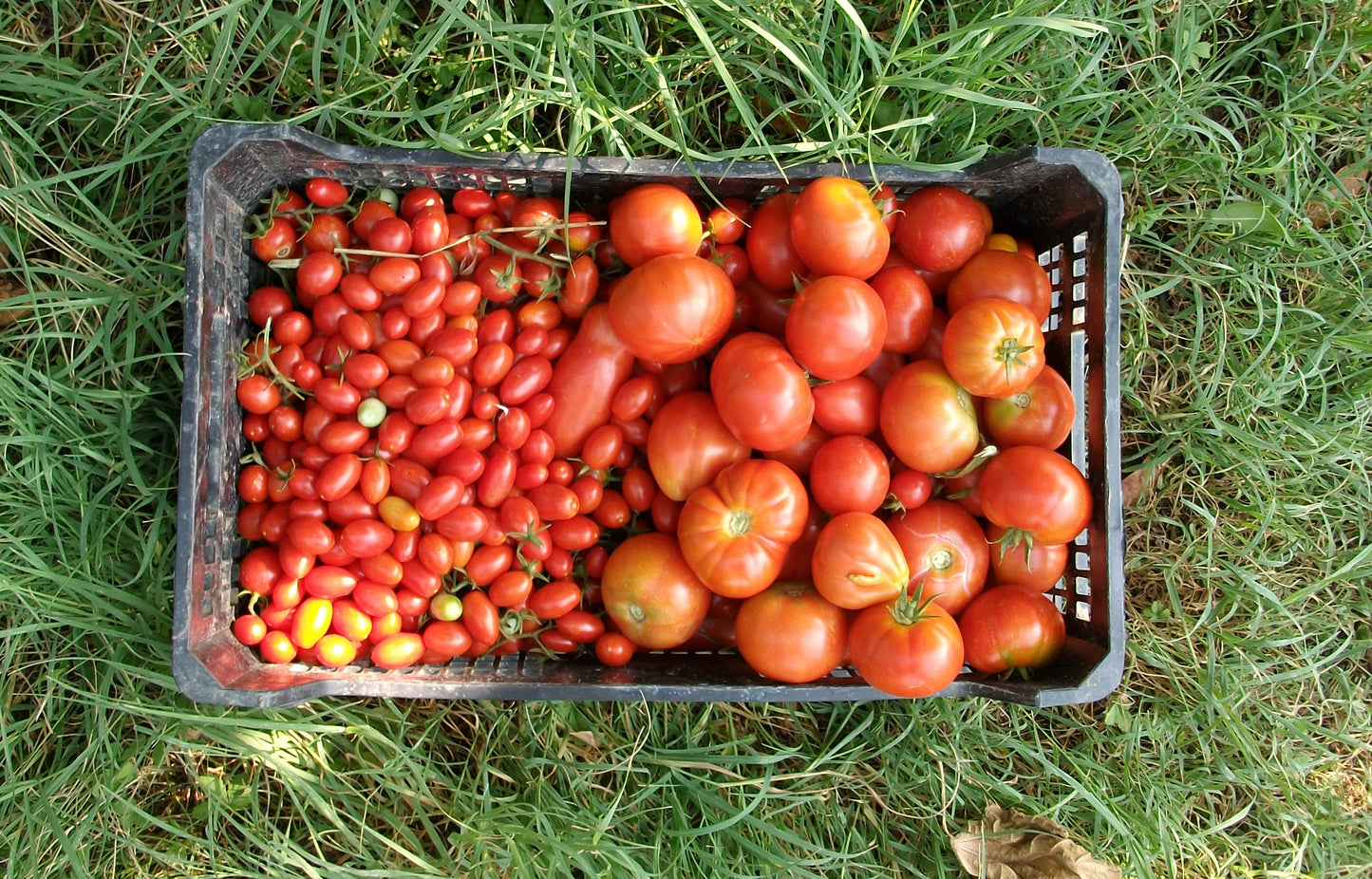 Organic tomatoes  COMING SOON